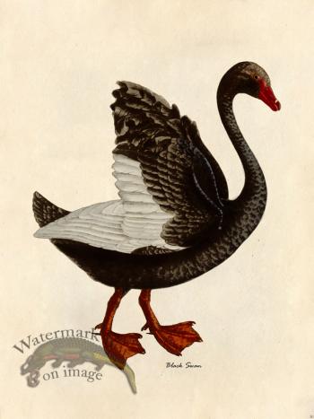 Black Swan - Tribute Bd 30